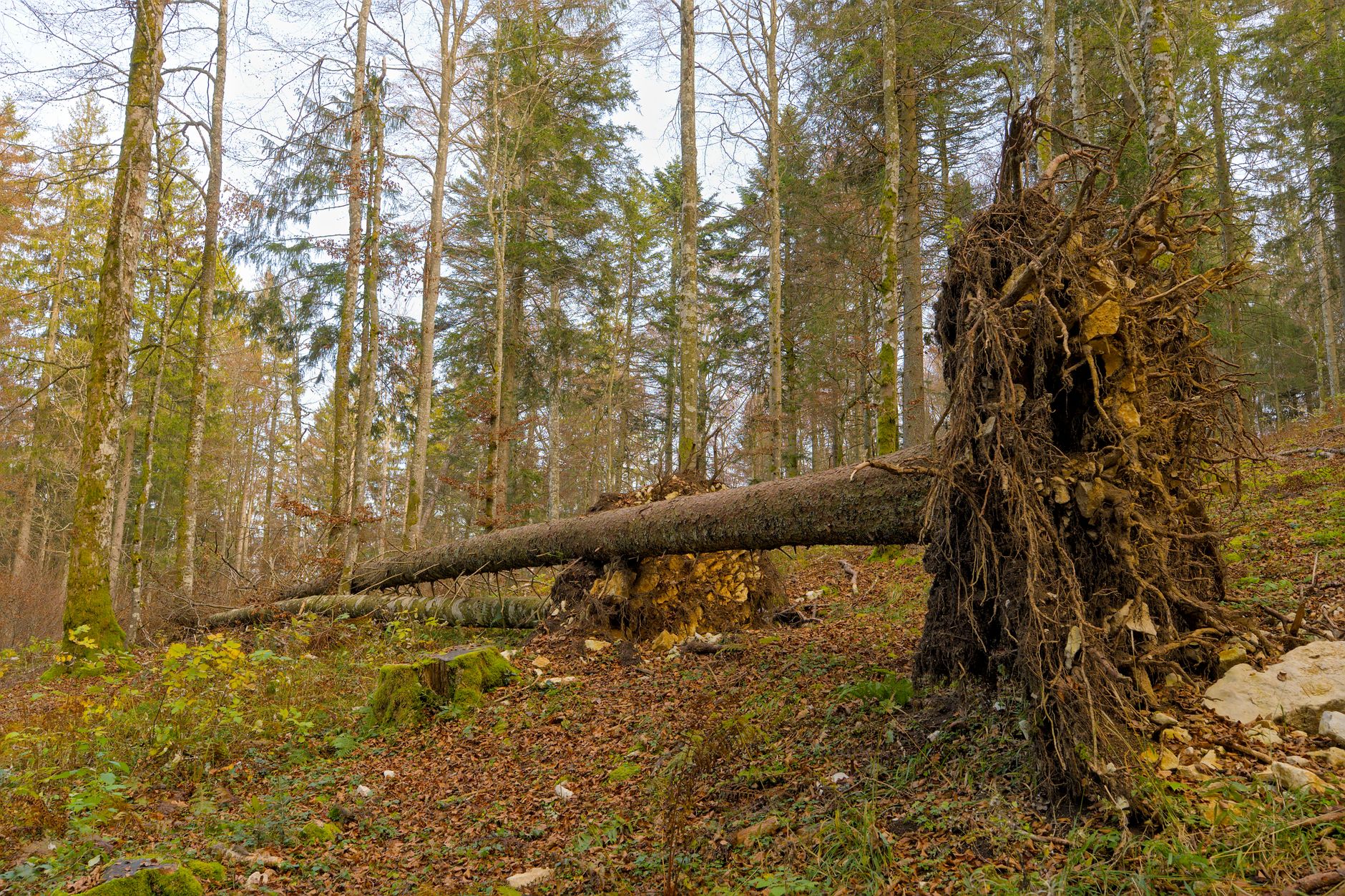 Enlèvement arbre urgence équipe à Colombes